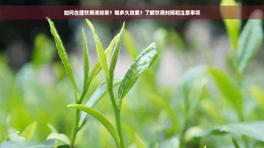 如何合理饮用清排茶？喝多久效果？了解饮用时间和注意事项