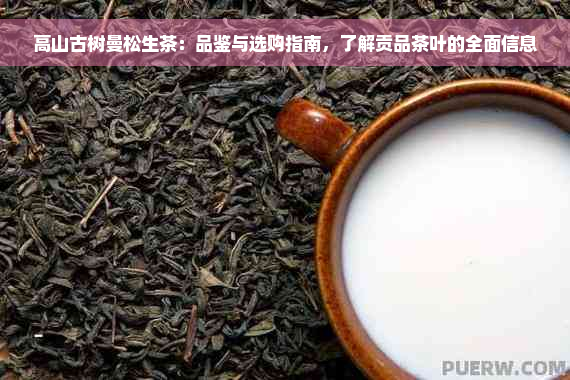 高山古树曼松生茶：品鉴与选购指南，了解贡品茶叶的全面信息