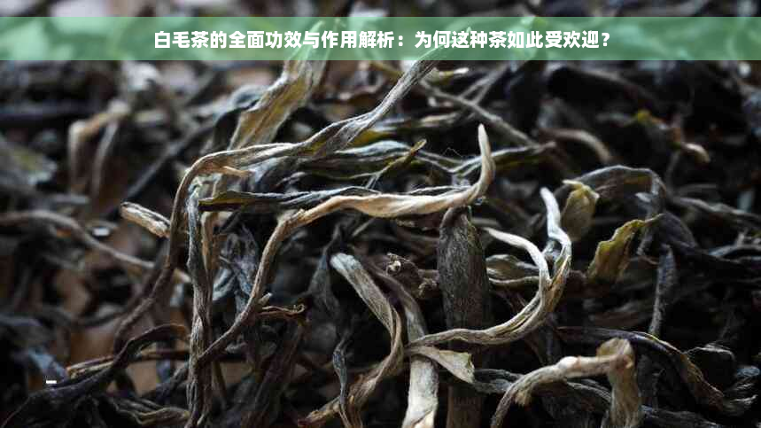 白毛茶的全面功效与作用解析：为何这种茶如此受欢迎？