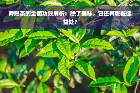 舜赐茶的全面功效解析：除了美味，它还有哪些健益处？