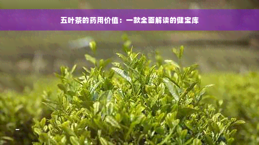 五叶茶的药用价值：一款全面解读的健宝库