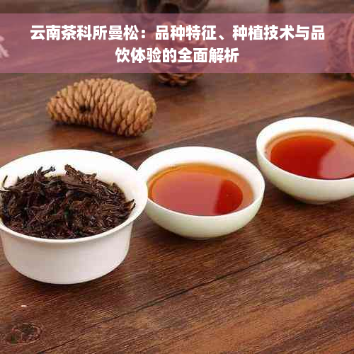 云南茶科所曼松：品种特征、种植技术与品饮体验的全面解析