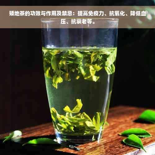 矮地茶的功效与作用及禁忌：提高免疫力、抗氧化、降低血压、抗衰老等。