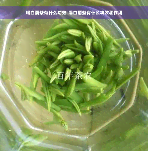 喝白菊茶有什么功效-喝白菊茶有什么功效和作用