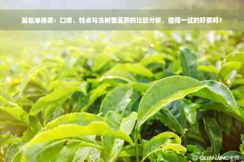 曼松单株茶：口感、特点与古树普洱茶的比较分析，值得一试的好茶吗？