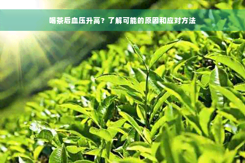 喝茶后血压升高？了解可能的原因和应对方法