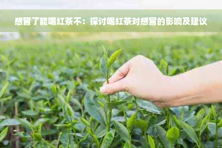 感冒了能喝红茶不：探讨喝红茶对感冒的影响及建议