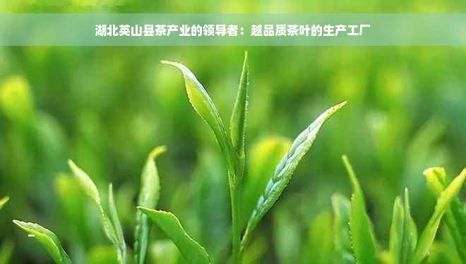 湖北英山县茶产业的领导者：越品质茶叶的生产工厂