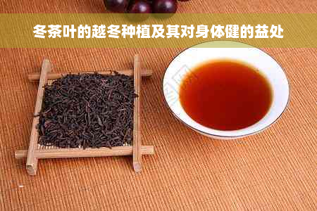 冬茶叶的越冬种植及其对身体健的益处