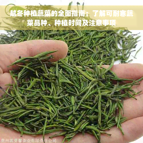 越冬种植蔬菜的全面指南：了解可耐寒蔬菜品种、种植时间及注意事项