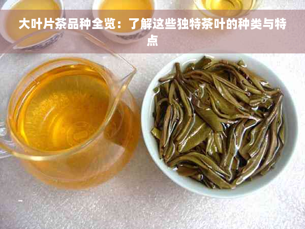 大叶片茶品种全览：了解这些独特茶叶的种类与特点