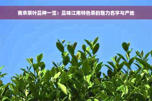 南京茶叶品种一览：品味江南特色茶的魅力名字与产地