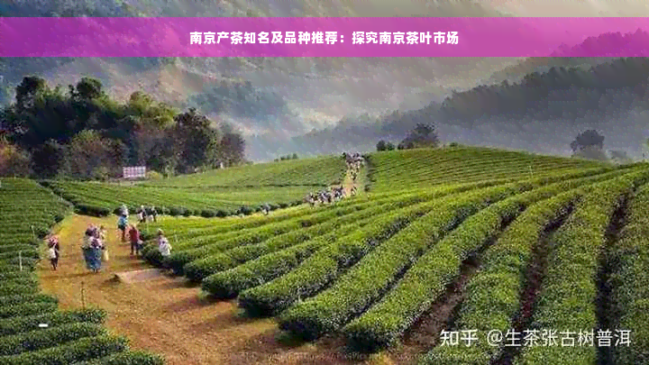 南京产茶知名及品种推荐：探究南京茶叶市场
