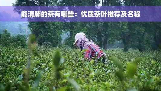 能清肺的茶有哪些：优质茶叶推荐及名称