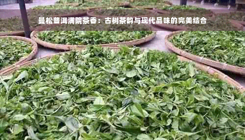 曼松普洱满院茶香：古树茶韵与现代品味的完美结合