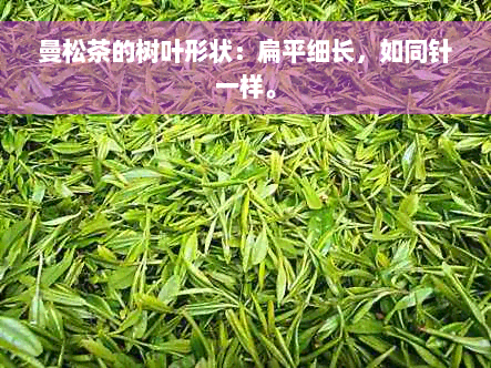 曼松茶的树叶形状：扁平细长，如同针一样。