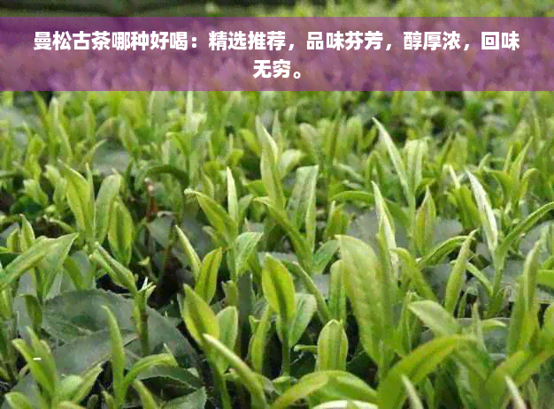 曼松古茶哪种好喝：精选推荐，品味芬芳，醇厚浓，回味无穷。