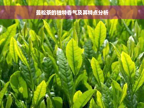 曼松茶的独特香气及其特点分析