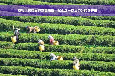 曼松大树茶品种数量概览：探索这一珍贵茶叶的多样性