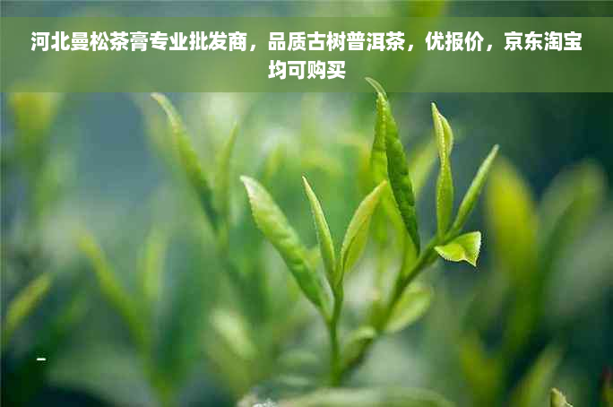 河北曼松茶膏专业批发商，品质古树普洱茶，优报价，京东淘宝均可购买