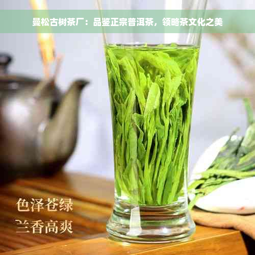 曼松古树茶厂：品鉴正宗普洱茶，领略茶文化之美