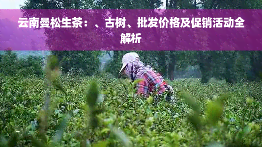 云南曼松生茶：、古树、批发价格及促销活动全解析