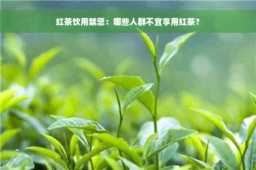 红茶饮用禁忌：哪些人群不宜享用红茶？