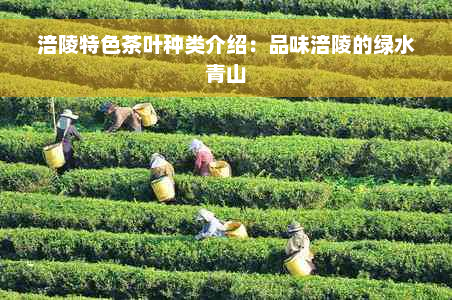 涪陵特色茶叶种类介绍：品味涪陵的绿水青山