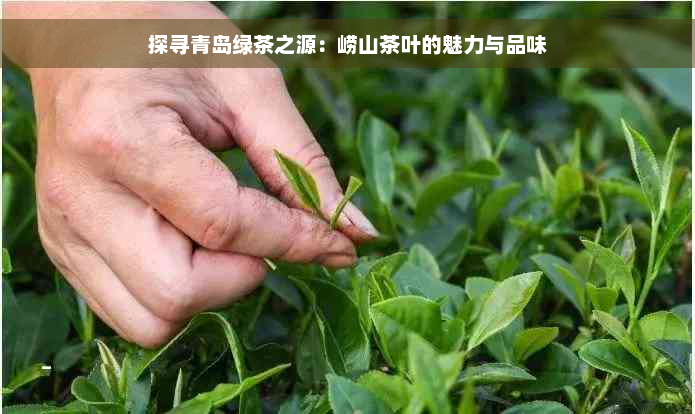 探寻青岛绿茶之源：崂山茶叶的魅力与品味