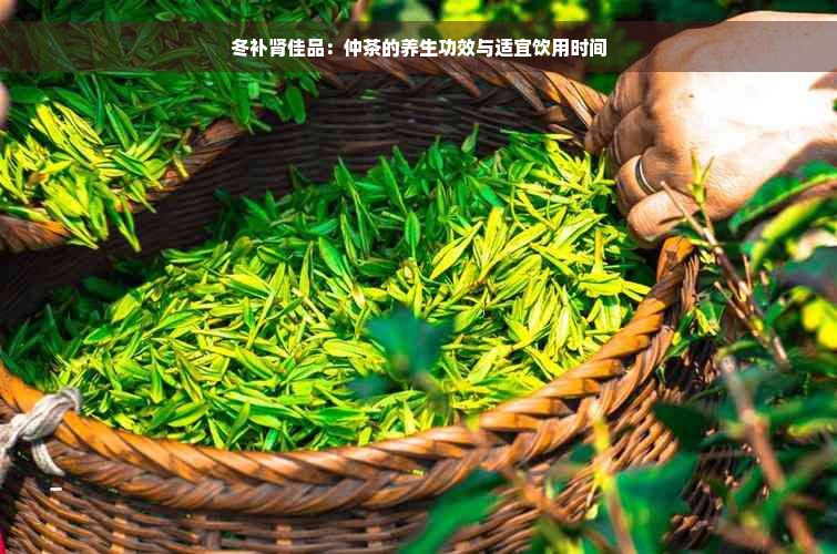 冬补肾佳品：仲茶的养生功效与适宜饮用时间