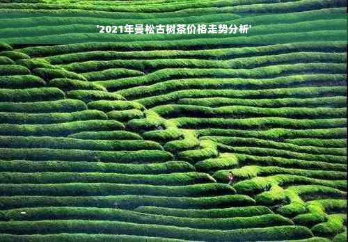'2021年曼松古树茶价格走势分析'