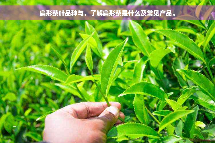 扁形茶叶品种与，了解扁形茶是什么及常见产品。