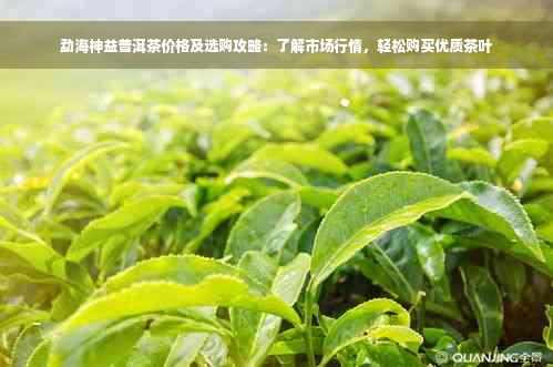 勐海神益普洱茶价格及选购攻略：了解市场行情，轻松购买优质茶叶