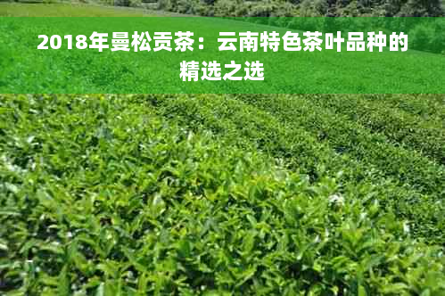 2018年曼松贡茶：云南特色茶叶品种的精选之选