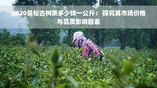2020曼松古树茶多少钱一公斤： 探究其市场价格与品质影响因素