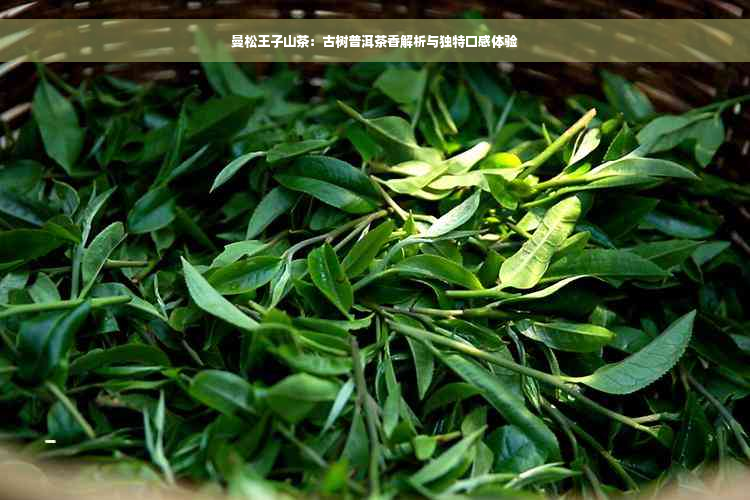 曼松王子山茶：古树普洱茶香解析与独特口感体验