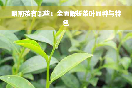 明前茶有哪些：全面解析茶叶品种与特色