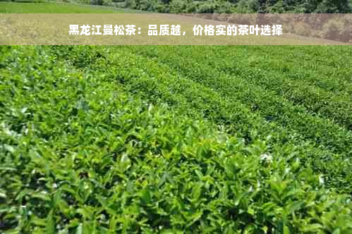 黑龙江曼松茶：品质越，价格实的茶叶选择