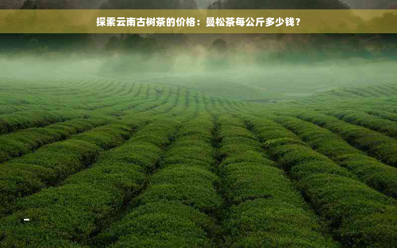 探索云南古树茶的价格：曼松茶每公斤多少钱？