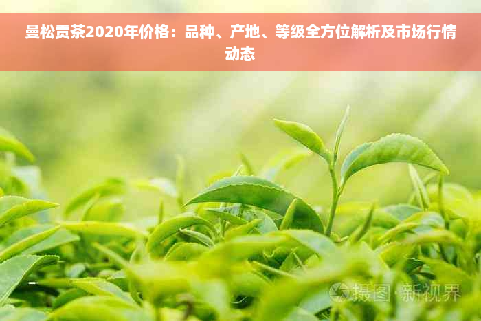 曼松贡茶2020年价格：品种、产地、等级全方位解析及市场行情动态