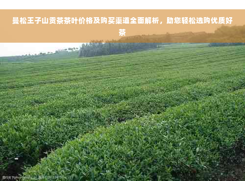 曼松王子山贡茶茶叶价格及购买渠道全面解析，助您轻松选购优质好茶
