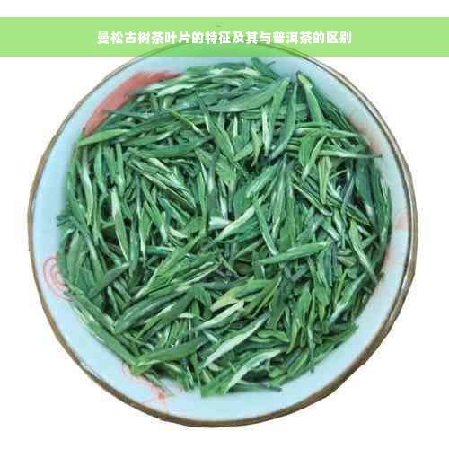 曼松古树茶叶片的特征及其与普洱茶的区别
