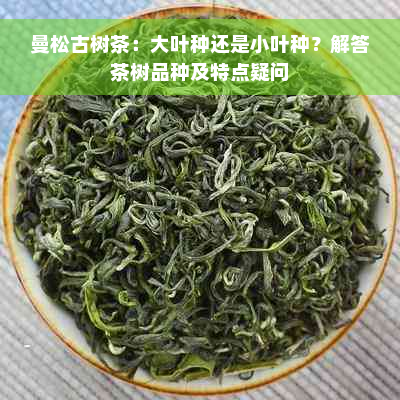 曼松古树茶：大叶种还是小叶种？解答茶树品种及特点疑问