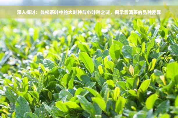 深入探讨：曼松茶叶中的大叶种与小叶种之谜，揭示普洱茶的品种差异