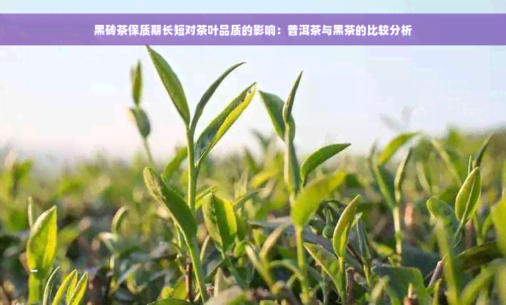 黑砖茶保质期长短对茶叶品质的影响：普洱茶与黑茶的比较分析