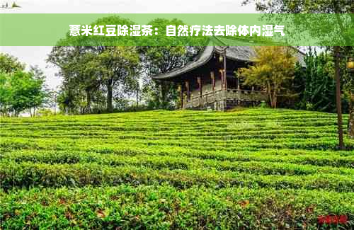 薏米红豆除湿茶：自然疗法去除体内湿气