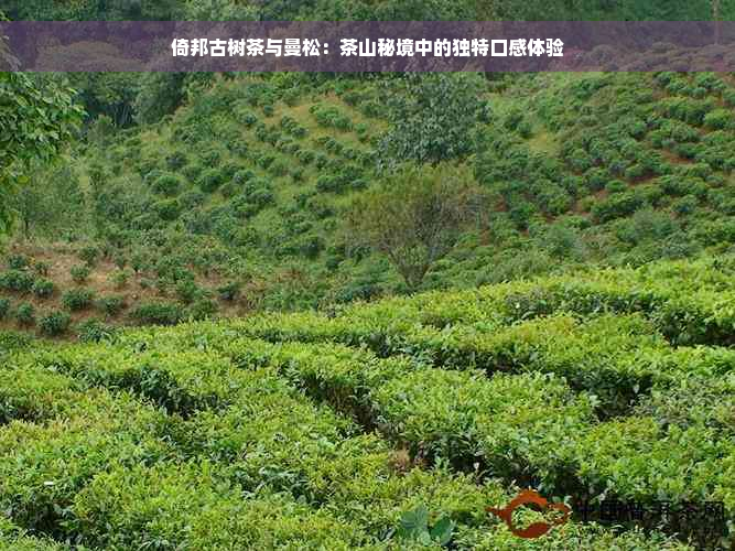 倚邦古树茶与曼松：茶山秘境中的独特口感体验
