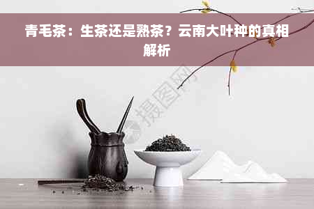 青毛茶：生茶还是熟茶？云南大叶种的真相解析