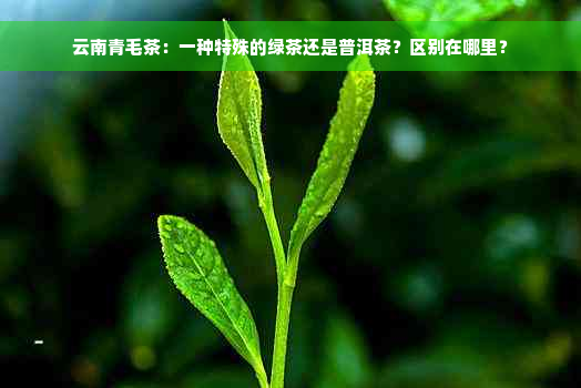 云南青毛茶：一种特殊的绿茶还是普洱茶？区别在哪里？