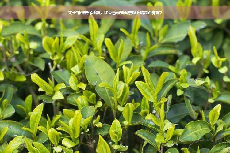 关于祛湿茶保质期，红豆薏米普洱茶晚上喝是否有效？